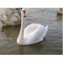 Männlicher weißer Schwan mit jungen Schwänen Fotofigur