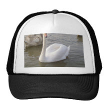 Männlicher weißer Schwan mit jungen Schwänen Kult Cap