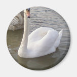 Männlicher weißer Schwan mit jungen Schwänen Magnete