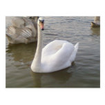 Männlicher weißer Schwan mit jungen Schwänen Postkarten