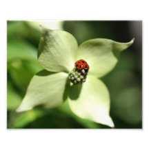 Marienkäfer auf Natur-Druck der Hartriegel-Blumen- Kunstphotos