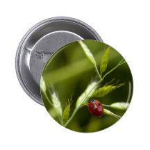 Marienkäfer auf wildem Gras Anstecknadelbutton