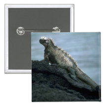 Marineleguan Anstecknadel
