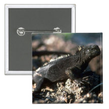 Marineleguan Anstecknadelbuttons
