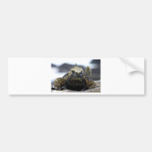 Marineleguan Autosticker