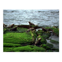 Marineleguan-Kolonie Postkarten
