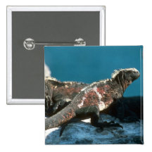 Marineleguane Anstecknadel