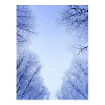 mattierte Bäume im Winter Postkarten