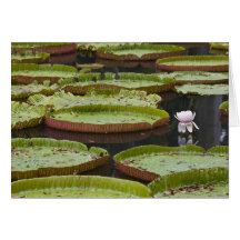 Mauritius, Pamplemousses, SSR botanisch Grußkarten