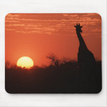 Mauspad Giraffe Sonnenuntergang