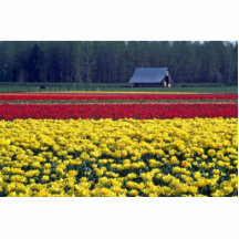 Meer der Tulpen Foto Skulptur