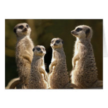 Meerkat Geburtstags-Grußkarte