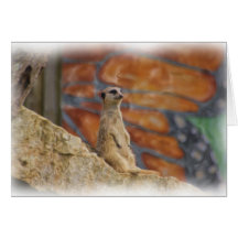 Meerkat Karte