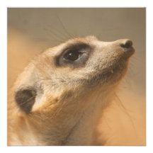 Meerkat Personalisierte Ankündigungen