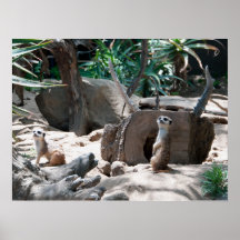 meerkats Aufpassen Plakate