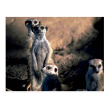 Meerkats Postkarten