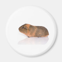 Meerschweinchen Magnete