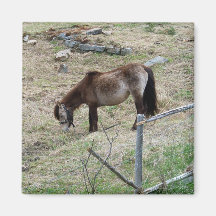Mein kleiner Pony-Magnet Kühlschrankmagnet
