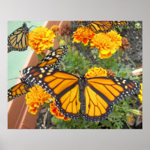 Mein Monarch Schmetterling-Plakat