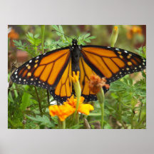 Mein Monarch Schmetterling-Plakat