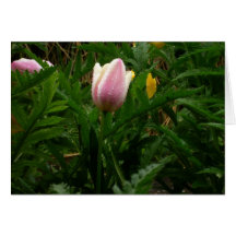 Meine Baby-Tulpe Karten