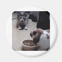 Meine Haustiere Magnets