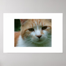 Meine Katze Plakatdrucke