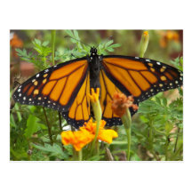 Meine Monarch Schmetterling-Postkarte
