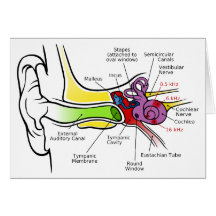 Menschliches Ohr-Diagramm mit dem Cochlear- Freque Karte