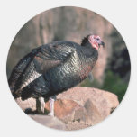 Merriams wilder Truthahn, Gobbler Runde Sticker