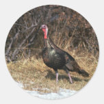 Merriams wilder Truthahn, Gobbler Runder Sticker
