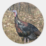 Merriams wilder Truthahn, Henne Sticker