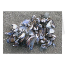 Miesmuscheln Grußkarten