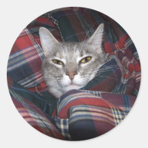 Miezekatze erhält cozy. aufkleber