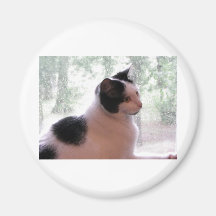 Miezekatze-Miezekatze Kühlschrankmagnet