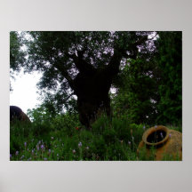 Milenar Olivenbaum-Plakat