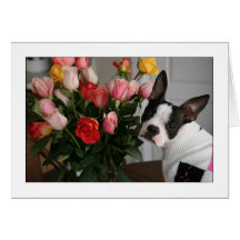 Miley mit Rosen Grußkarte