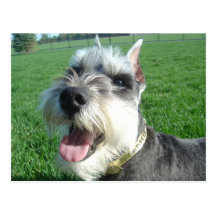 Minischnauzer-Postkarte