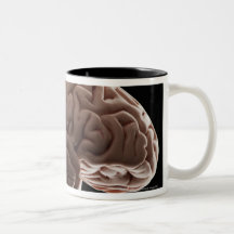 Modell des menschlichen Gehirns, Studioschuß Kaffee Haferl