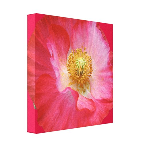 Mohnblume Gespannter Galeriedruck