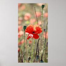 Mohnblume Plakat