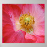 Mohnblume Posterdrucke