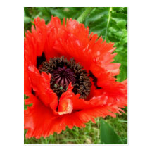 Mohnblume Postkarten