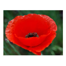 Mohnblumen-Blume und -bedeutung Postkarten
