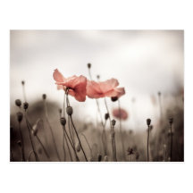 Mohnblumen-Blumen Postkarte