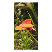 Mohnblumen-Foto-Karte Bild Karte