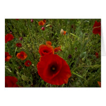 Mohnblumen Grußkarte