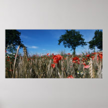 Mohnblumen im Getreidefeld Posterdrucke