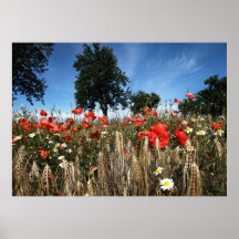 Mohnblumen im Kornfeld No.1 Plakatdruck