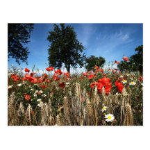 Mohnblumen im Kornfeld Postkarten